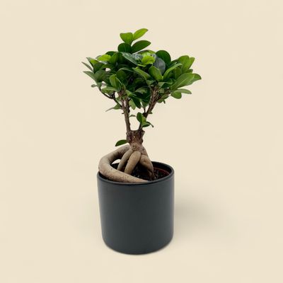 FICUS MICROCARPA 'GINSENG' (ginseng bonsai) 5"