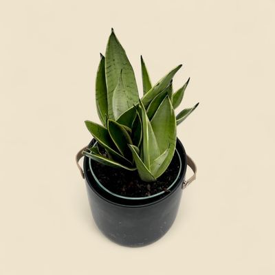 SANSEVIERIA TRIFASCIATA 'NIGHT OWL' (night owl snake plant) 6"