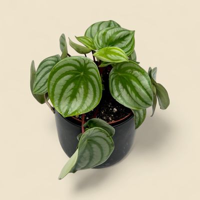 PEPEROMIA ARGYREIA (watermelon peperomia) 6"