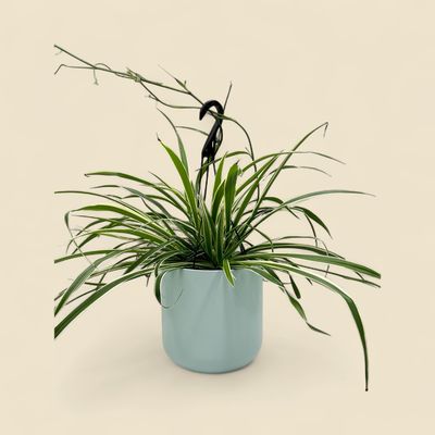 CHLOROPHYTUM COMOSUM 'VITTATUM' (spider plant) 8" HB