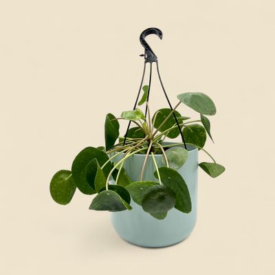 PILEA PEPEROMIOIDES (Chinese money plant) 8" HB