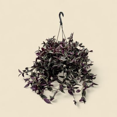 TRADESCANTIA ZEBRINA (inch plant) 8" HB