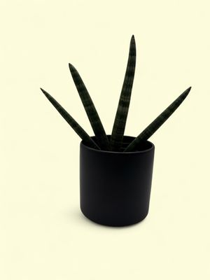 SANSEVIERIA CYLINDRICA 'BONCEL' (starfish snake plant) 6"
