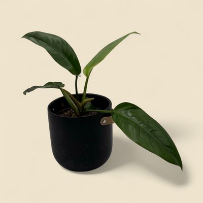 PHILODENDRON 'IMPERIAL GREEN' (philodendron) 6"
