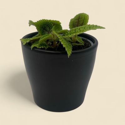 PILEA INVOLUCRATA 'MOON VALLEY' (friendship plant) 4"