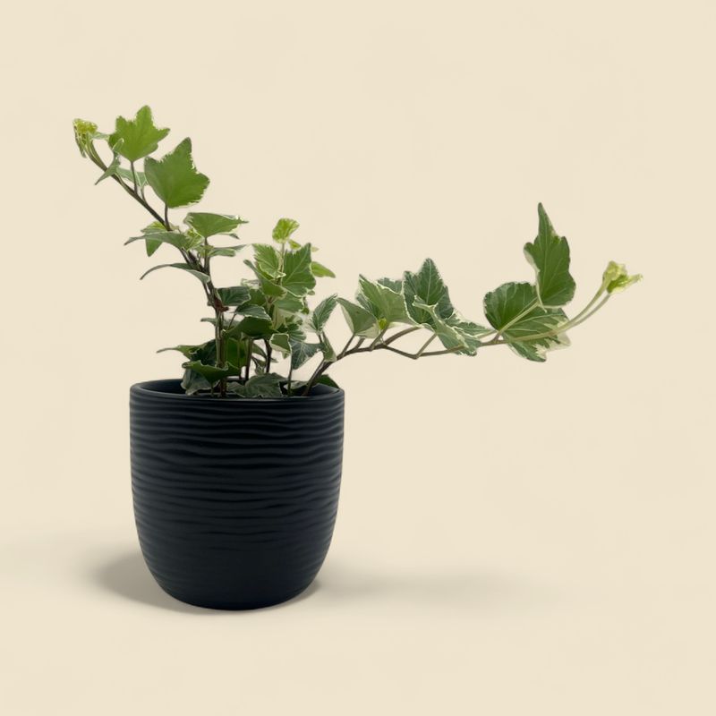 HEDERA HELIX (variegated english ivy) 4"