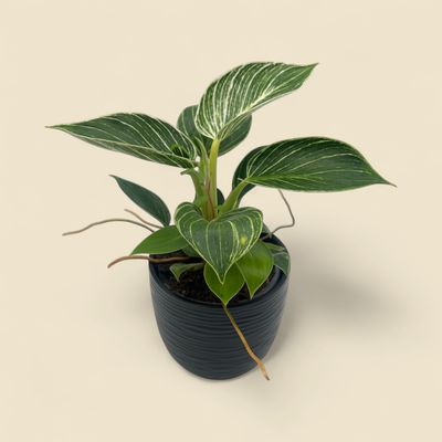 PHILODENDRON 'BIRKIN' (birkin philodendron) 4"