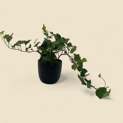 HEDERA HELIX (english ivy) 4”