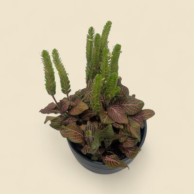 FITTONIA ALBIVENIS 'RUBY RED' (nerve plant) 4"