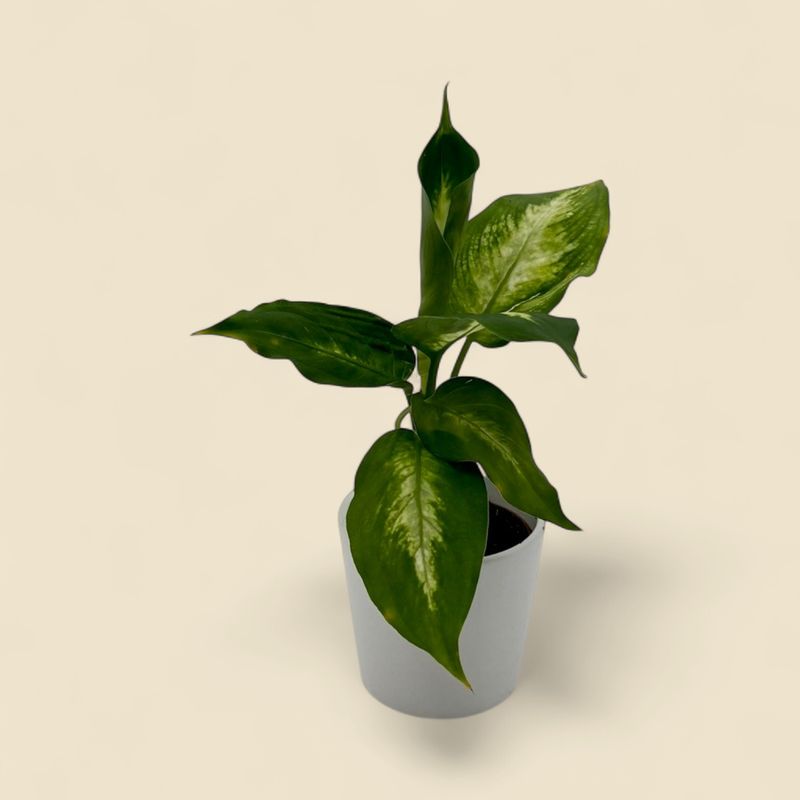 DIEFFENBACHIA SEGUINE (dumb cane) 2.5"