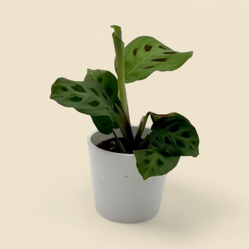 MARANTA LEUCONEURA var. KERCHOVEANA (prayer plant) 2.5"