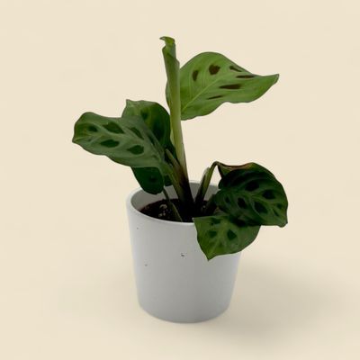 MARANTA LEUCONEURA var. KERCHOVEANA (prayer plant) 2.5"
