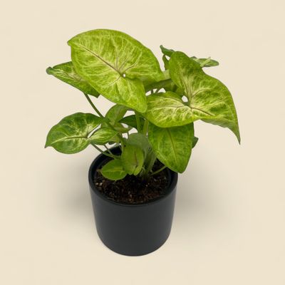 SYNGONIUM PODOPHYLLUM 'GOLD ALLUSION' (golden arrowhead vine) 4"