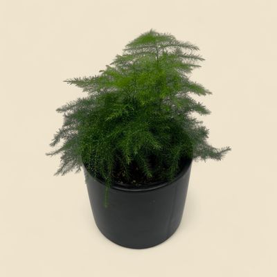 ASPARAGUS SETACEUS (plumosa fern) 4"