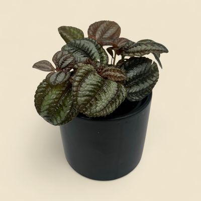 PILEA INVOLUCRATA 'NORFOLK' (friendship plant) 4"