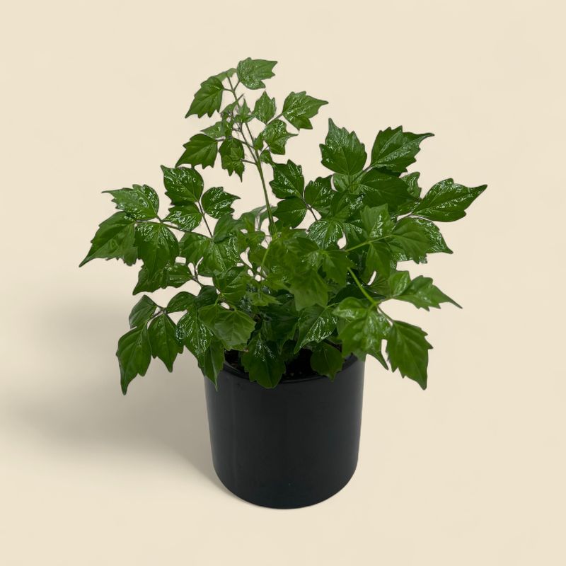 RADERMACHERA SINICA (China doll plant) 4"