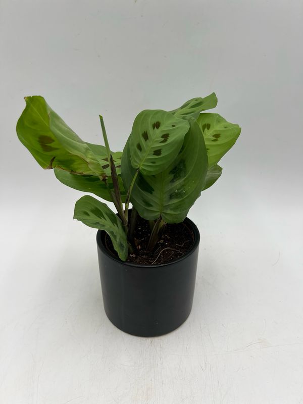 MARANTA LEUCONEURA var. KERCHOVEANA (prayer plant) 4"