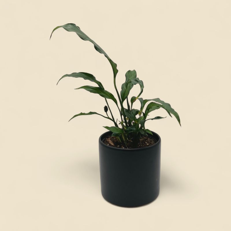 SPATHIPHYLLUM WALLISII (peace lily) 6"