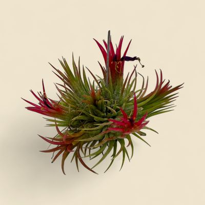 TILLANDSIA IONANTHA FUEGO (air plant hanging cluster)