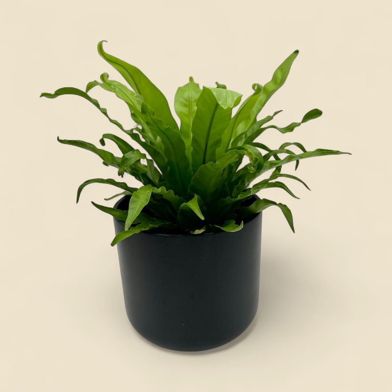 ASPLENIUM NIDUS (bird's nest fern) 8"