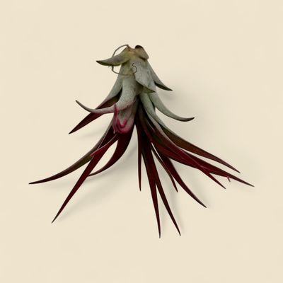 TILLANDSIA BRACHYCAULOS (air plant, tinted)
