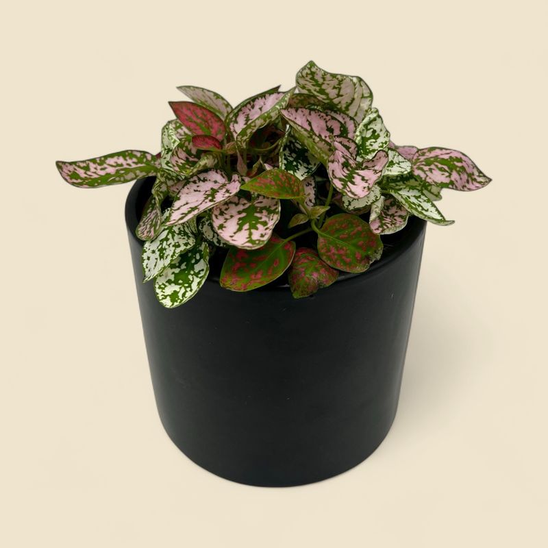 HYPOESTES PHYLLOSTACHYA (polka dot plant) 4"