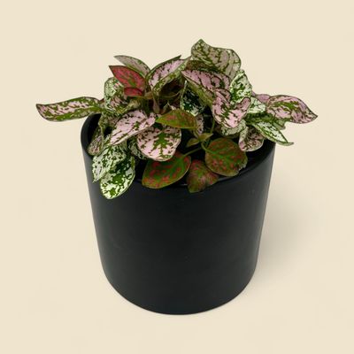 HYPOESTES PHYLLOSTACHYA (polka dot plant) 4"