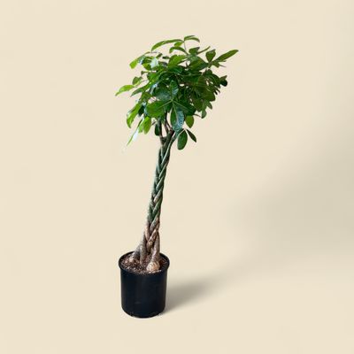 PACHIRA AQUATICA (money tree) 14"