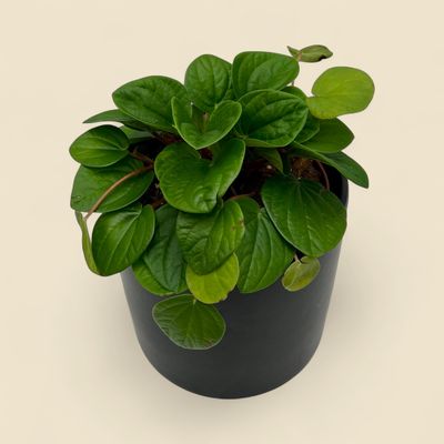 PEPEROMIA CAPERATA ROSSO (rosso peperomia) 6"