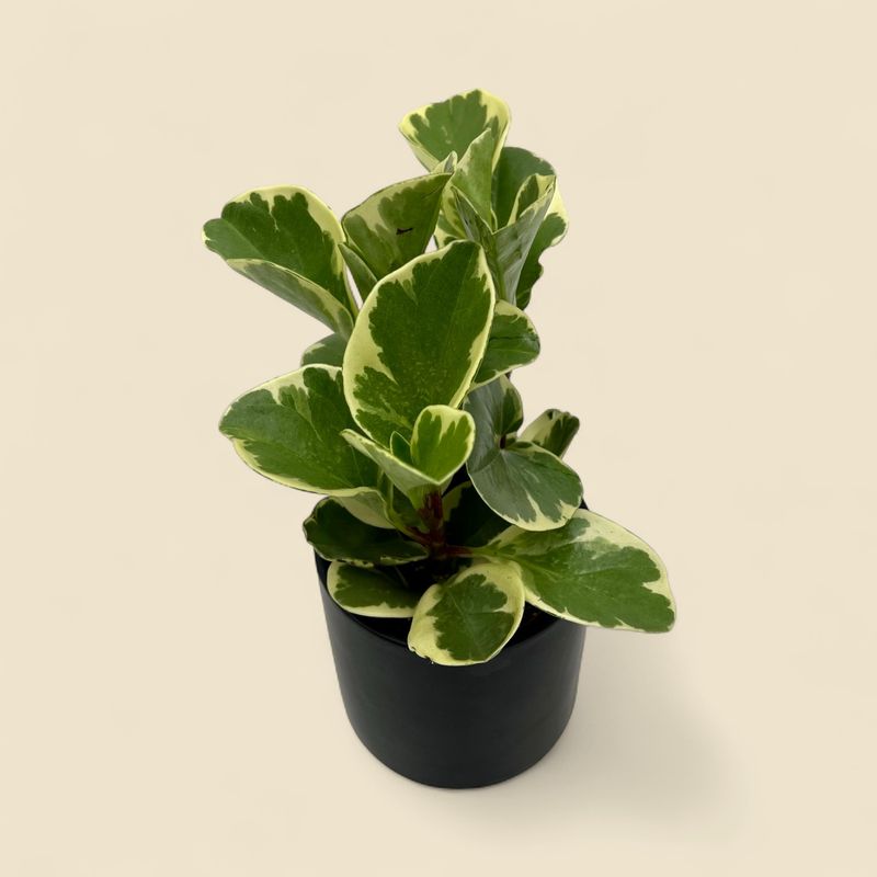 PEPEROMIA OBTUSIFOLIA VARIEGATA (baby rubber plant) 4"