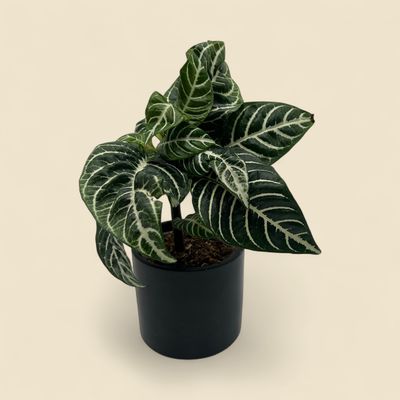 APHELANDRA SQUARROSA (zebra plant) 4"