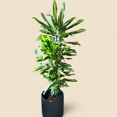DRACAENA FRAGRANS CINTHO (corn plant) 10"