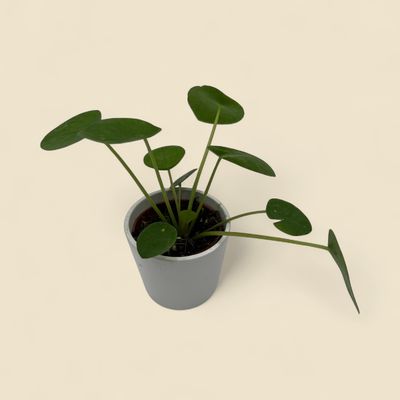PILEA PEPEROMIOIDES (Chinese money plant) 2"