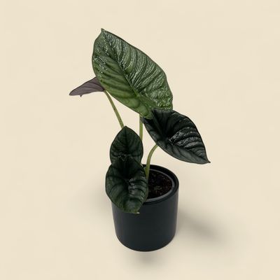 ALOCASIA BLACK DIAMOND (elephant ear) 4"