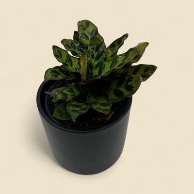 CALATHEA INSIGNIS (rattlesnake plant) 4"
