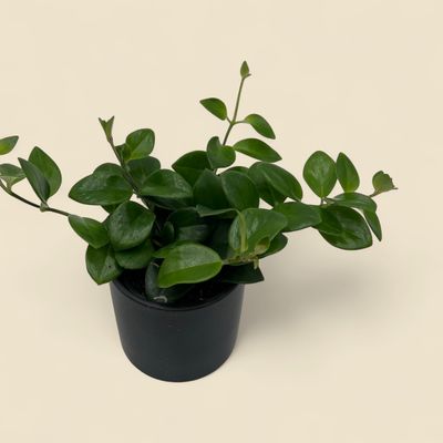 AESCHYNANTHUS RADICANS MONA LISA (lipstick plant) 4″