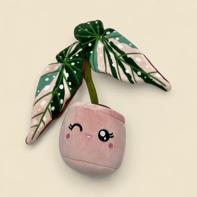 BLUSHIEZ PINK VARIEGATED BEGONIA MACULATA PLUSHIE 8”