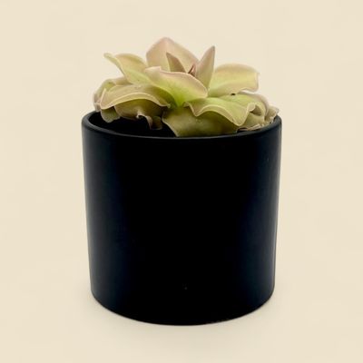 PINGUICULA JOHN RIZZI (frilly pink butterwort) 4"