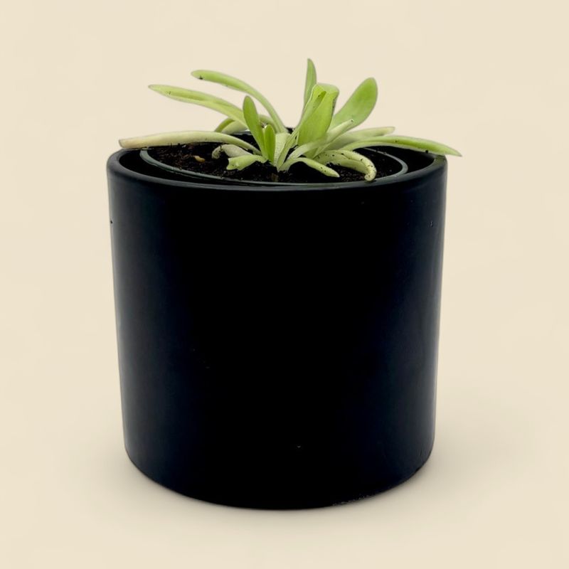 PINGUICULA APHRODITE (elegant hybrid butterwort) 4"