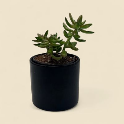 SEDUM ADOLPHII (golden sedum) 4"