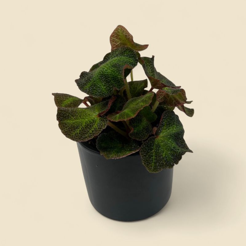 BEGONIA MASONIANA (iron cross begonia) 4″