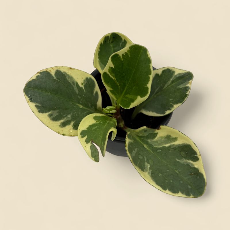 PEPEROMIA OBTUSIFOLIA (baby rubber plant) 2"