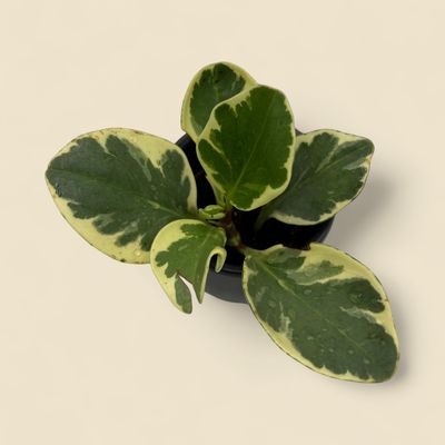 PEPEROMIA OBTUSIFOLIA (baby rubber plant) 2"