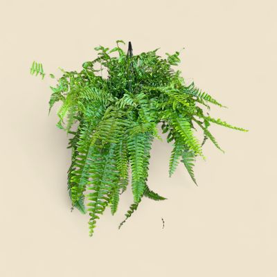 NEPHROLEPIS EXALTATA (boston fern) 6" HB