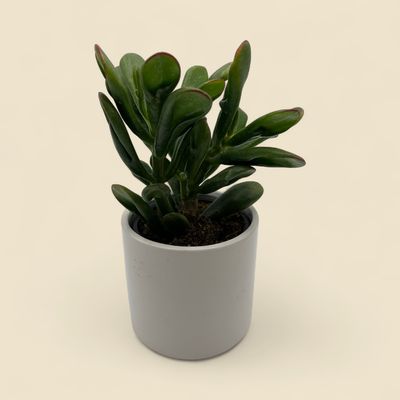 CRASSULA OVATA GOLLUM TRICOLOUR (jade plant) 4"