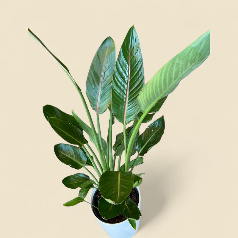 STRELITZIA REGINAE (orange bird of paradise) 10"