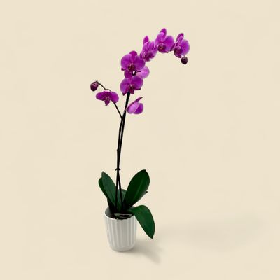 PHALAENOPSIS HYBRID (magenta moth orchid) 4"