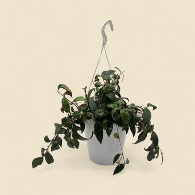 AESCHYNANTHUS LIPSTICK BLACK PAGODA 8" HB