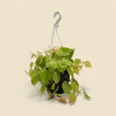 PHILODENDRON CORDATUM LIME 8" HB