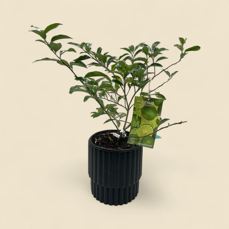 CITRUS × AURANTIIFOLIA (lime tree) 8"